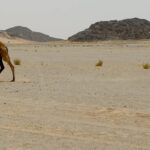 A U.N. ceasefire monitoring team stops on a patrol in the Western Sahara in 2010; 14 years later, the conflict remains militarily stalemated, but Morocco has won diplomatic advantage. (U.N. Photo/Martine Perret/CC License 2.0)